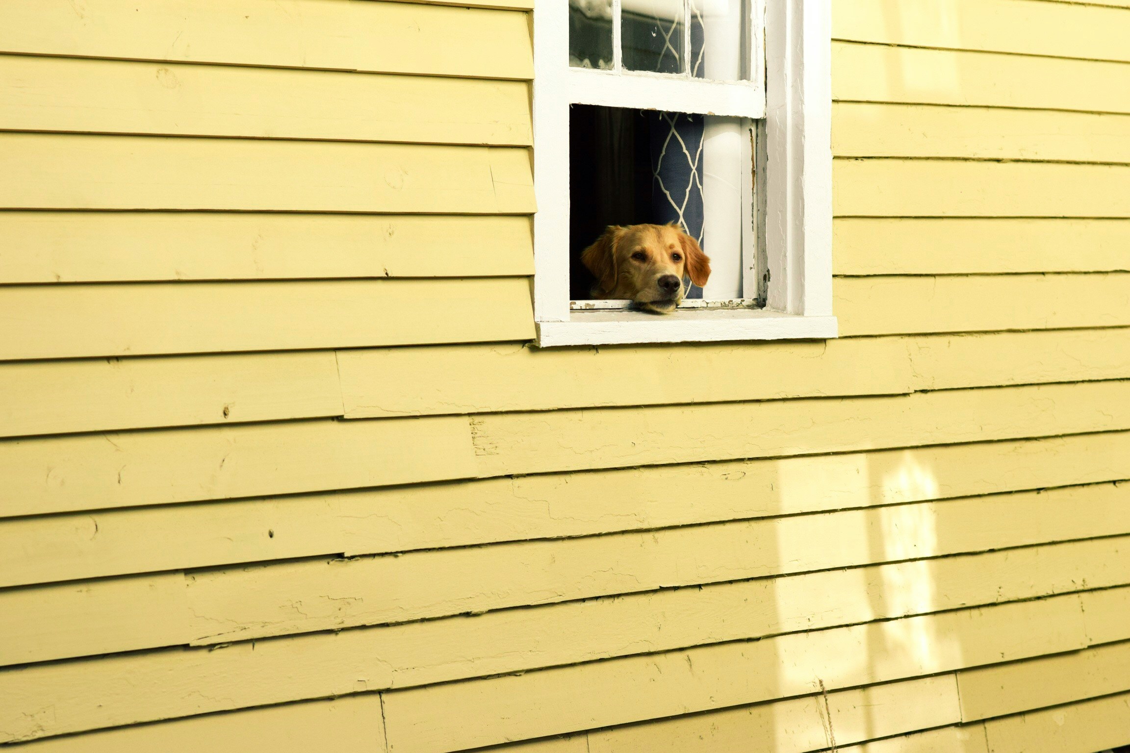 Chien qui regarde par la fenetre d'une maison