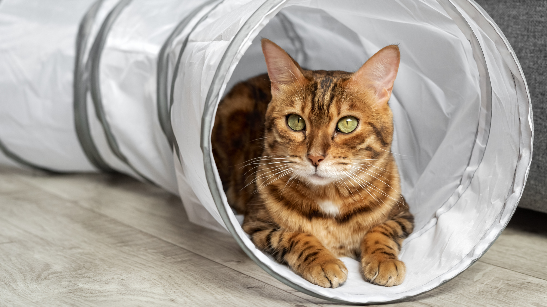 Chat jouant dans un tunnel