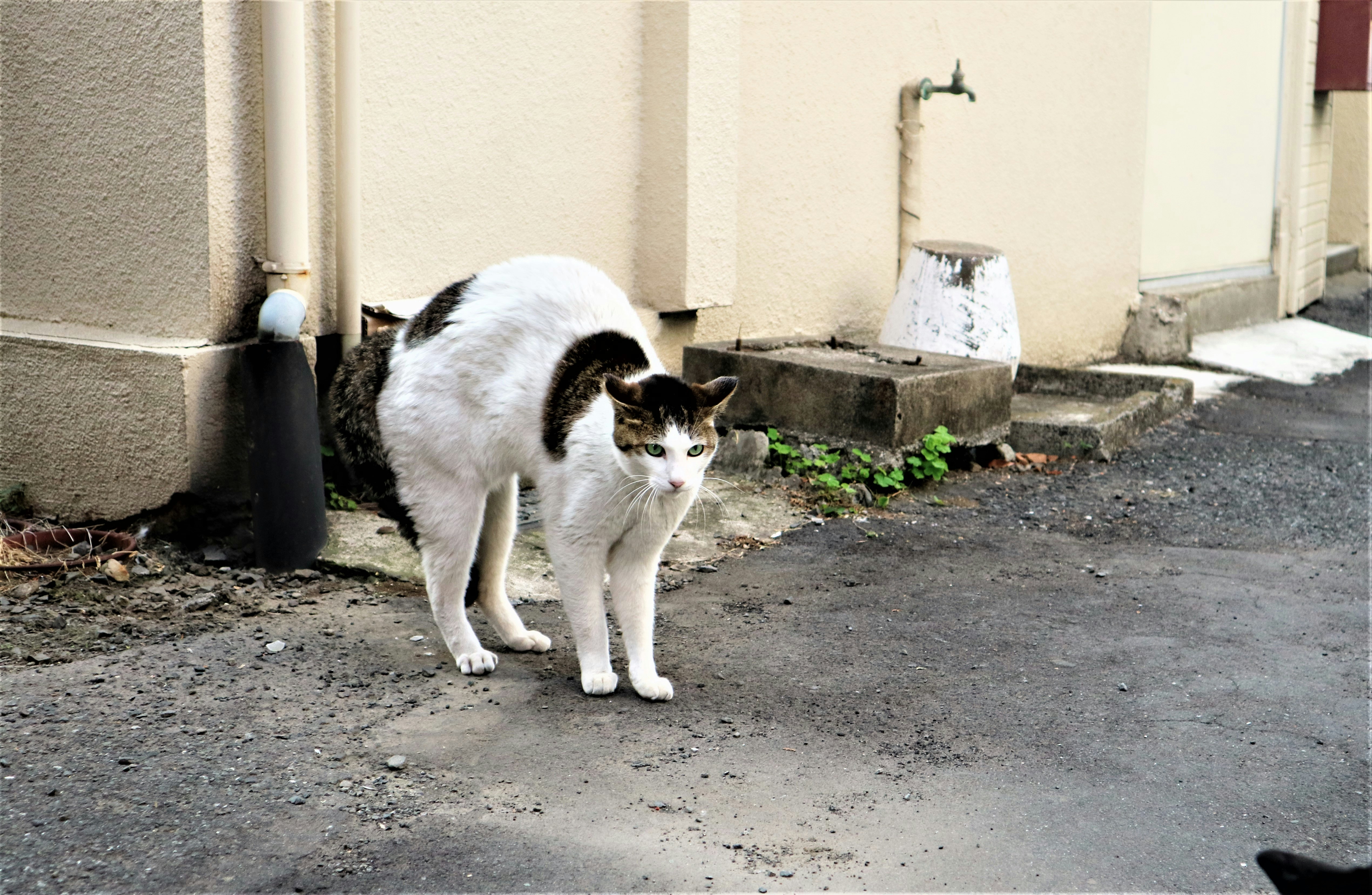 chat avec le dos arrondi dans la rue