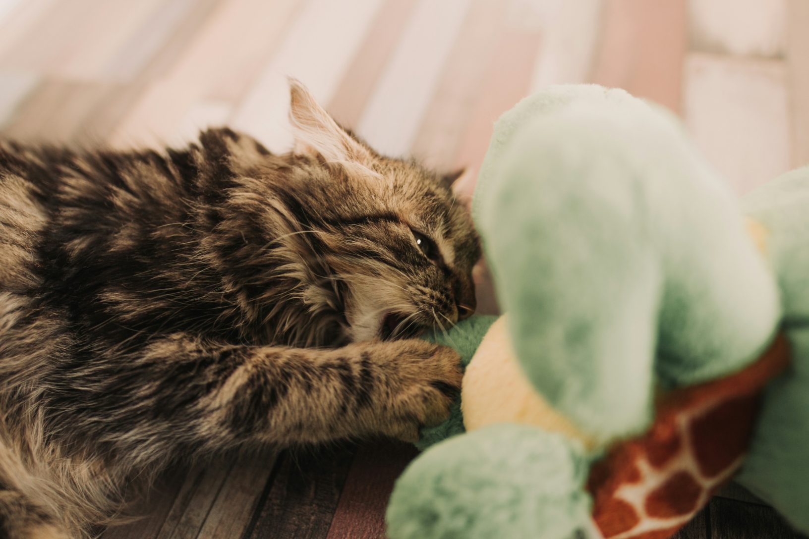 Qu’estce que mon chat essaie de me dire ? Just Russel