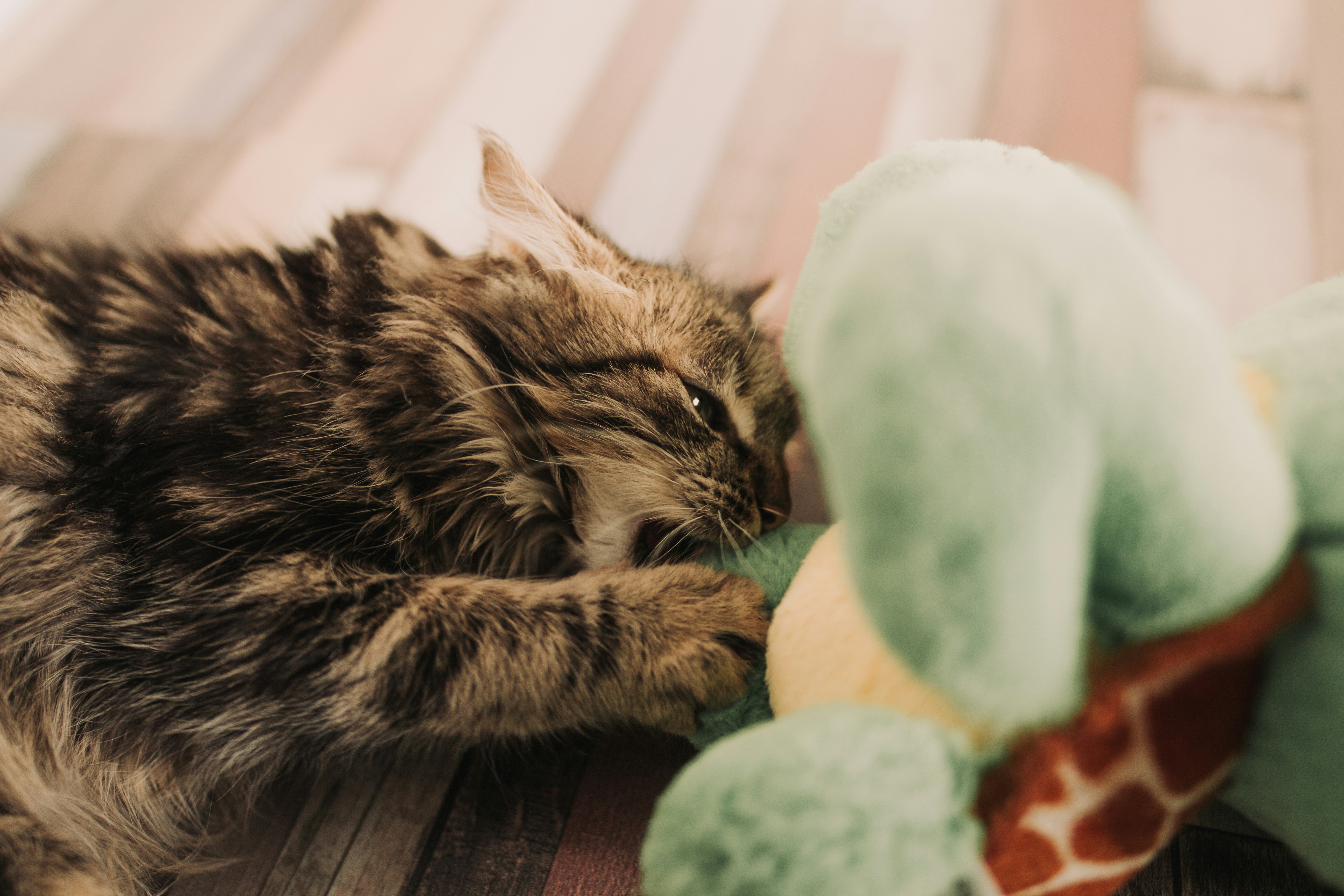 chat qui joue avec une peluche