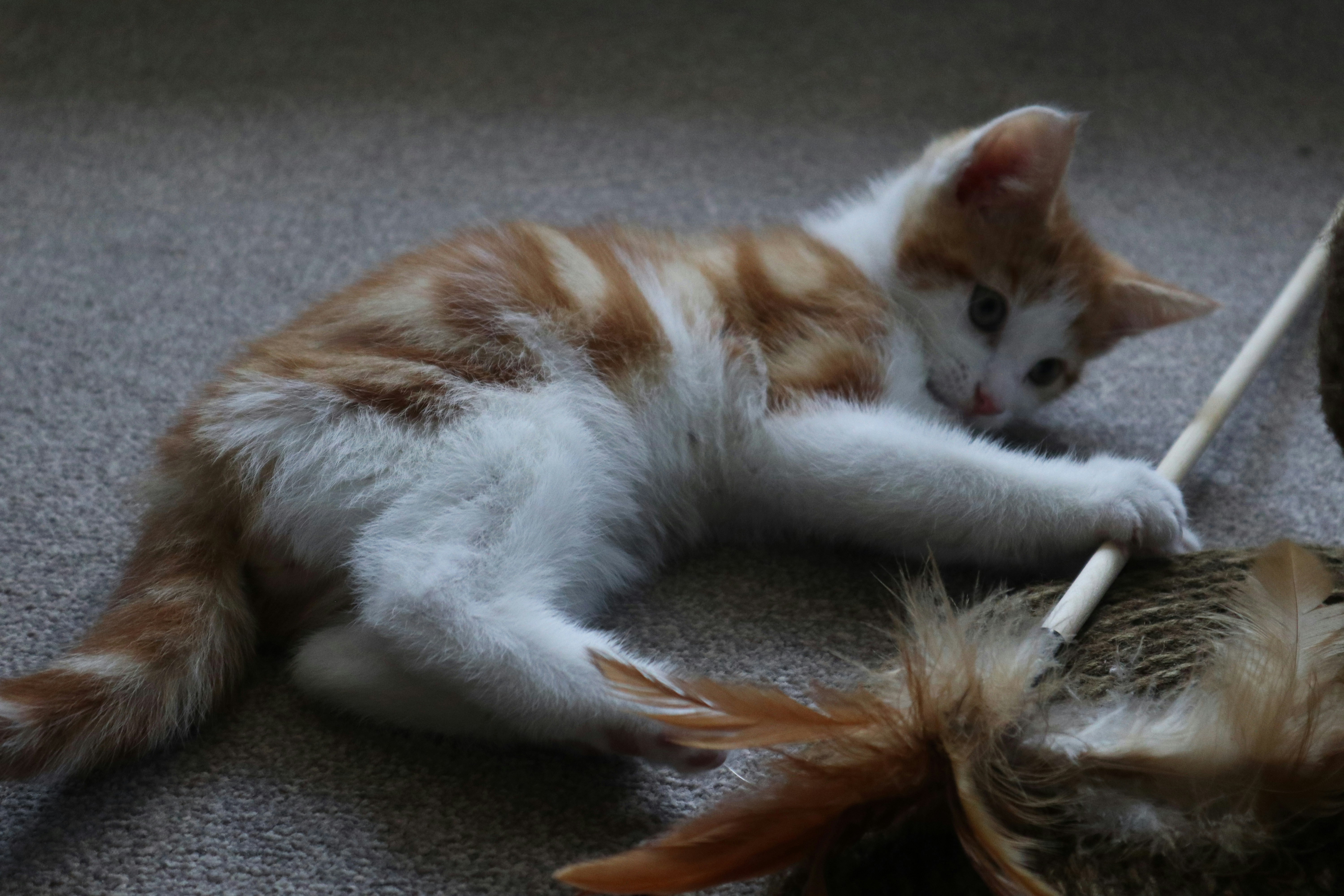 chaton jouant avec un baton