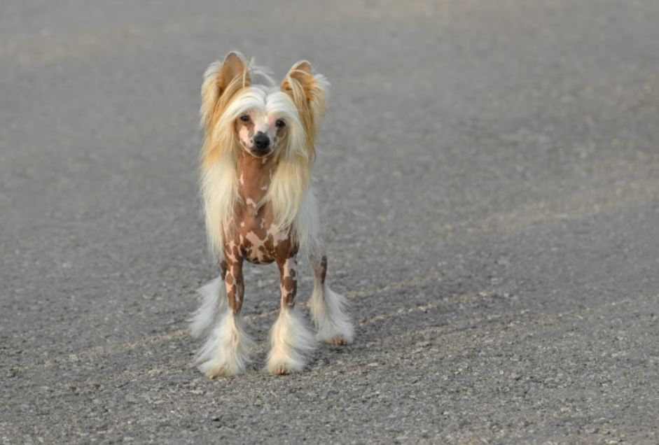 un chien chinois à crête dans la rue