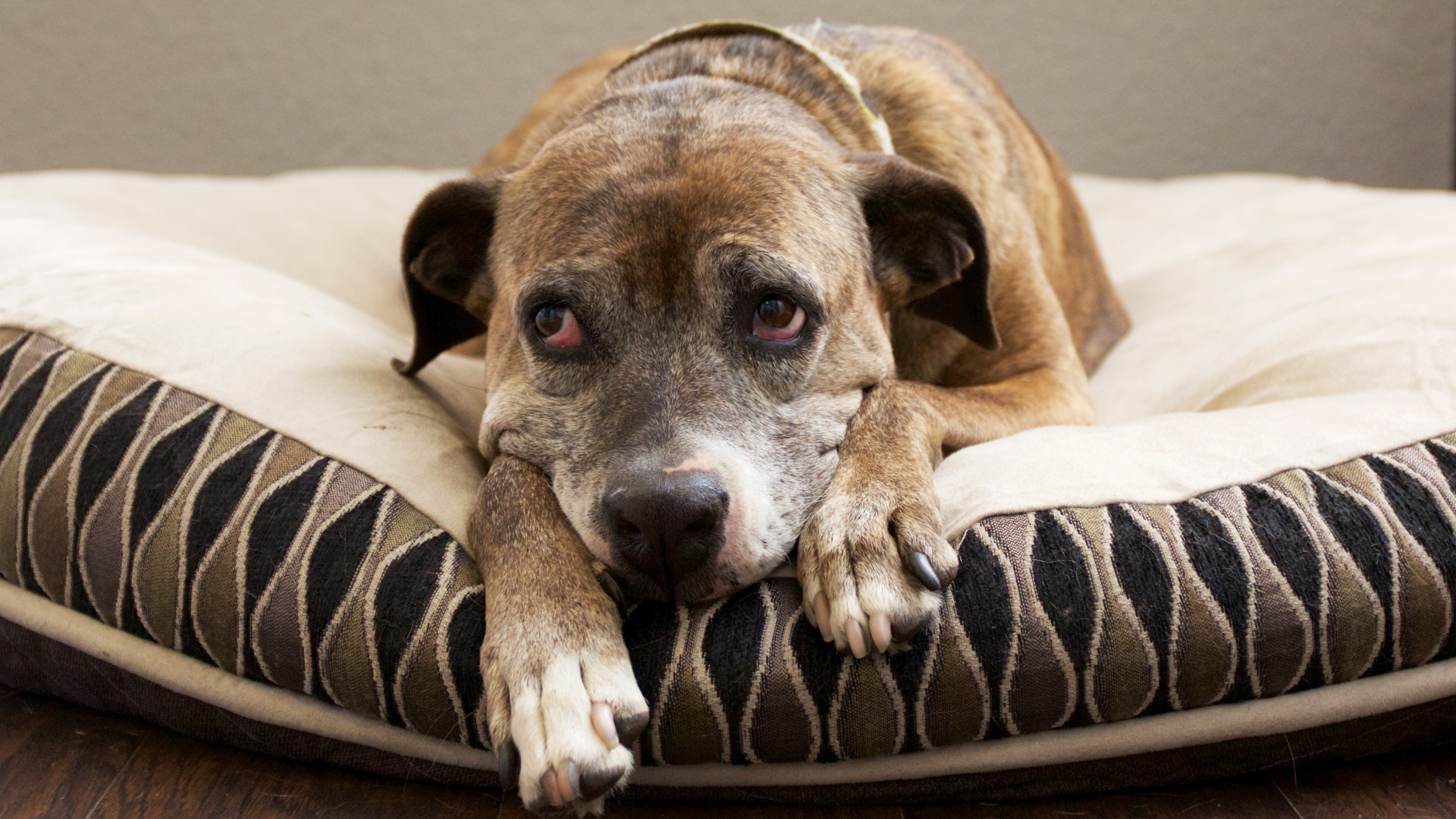 Chien triste couché