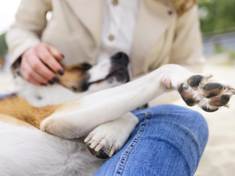 Un chien allongé sur une femme montre sa patte endolories