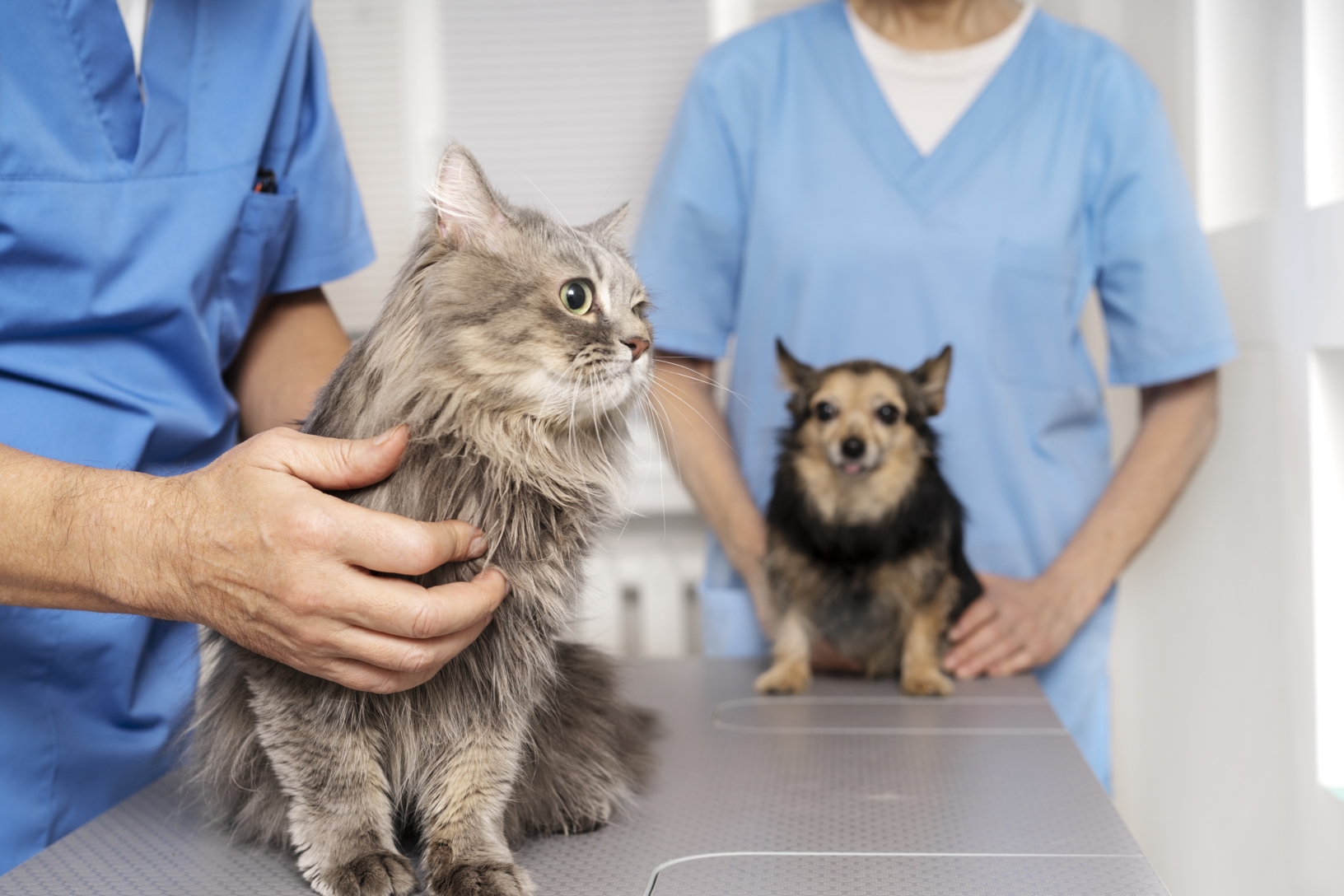 Un chien et un chat sur une table chez le vétérinaire