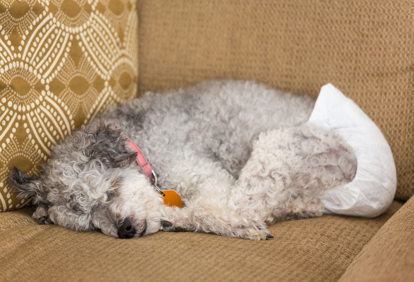 chien allongé sur un canapé avec une couche