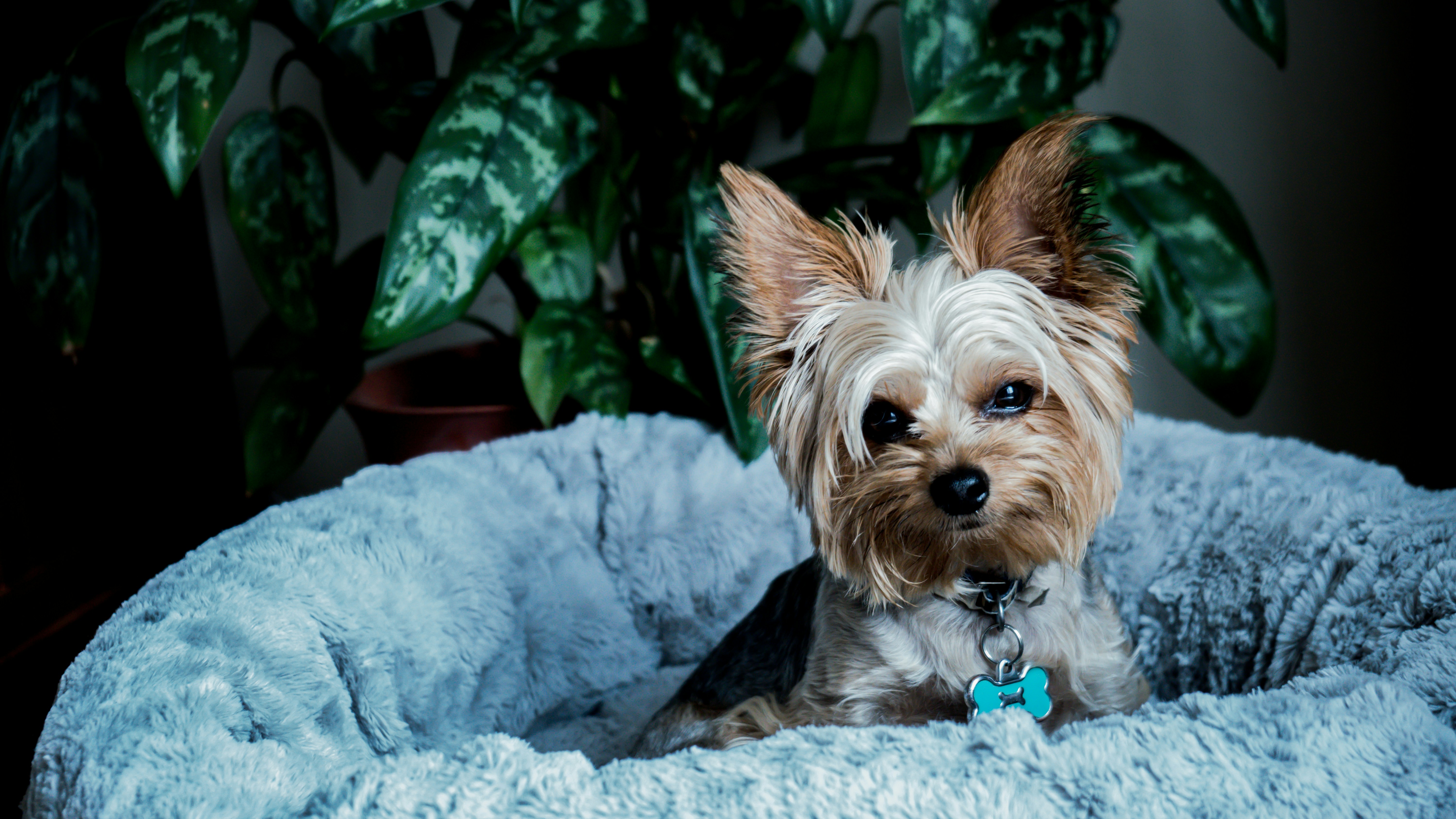 yorkshire terrier allongé dans un panier avec une plante derrière lui dans une maison