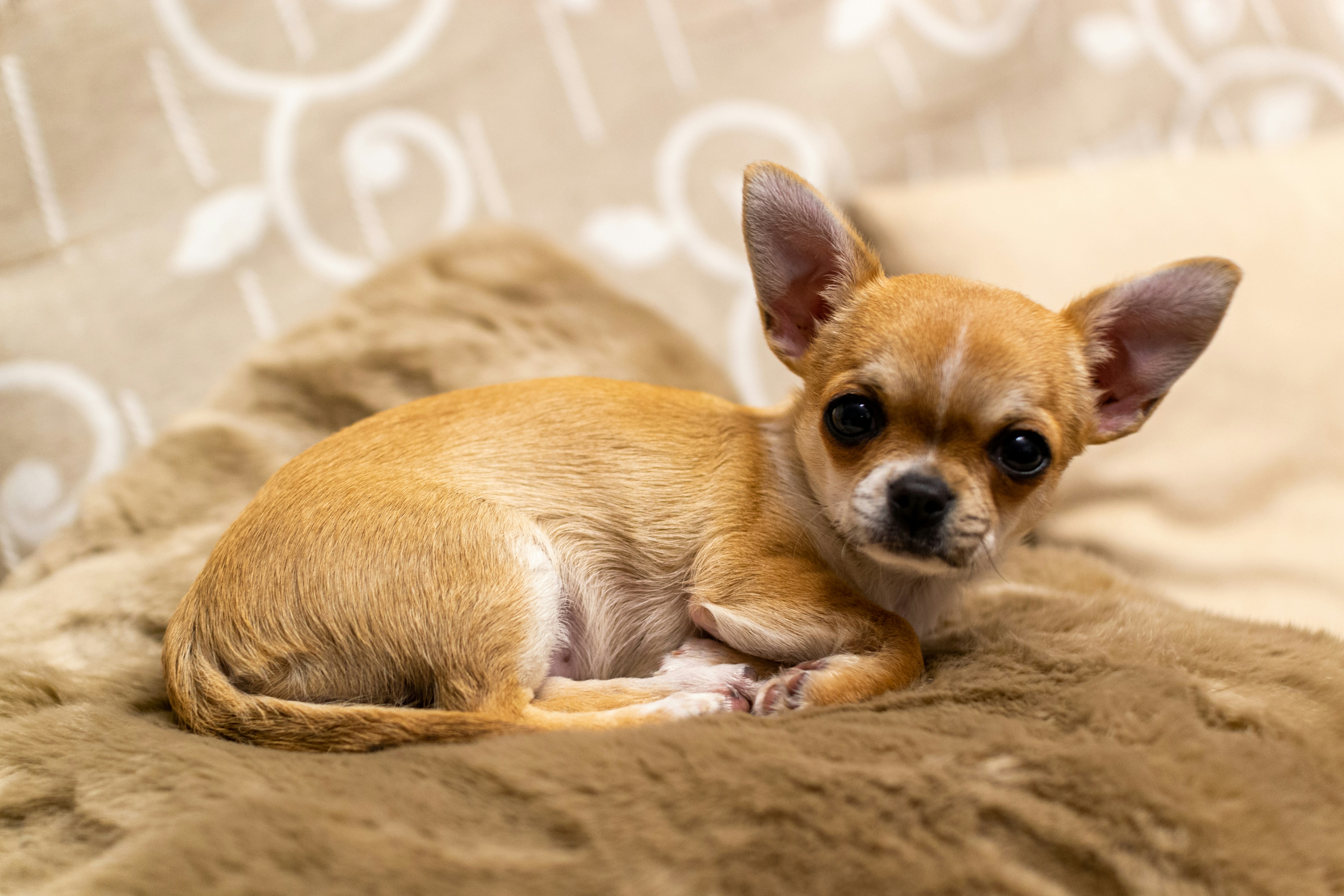 Chihuahua allongé sur une couveture à l'intérieur