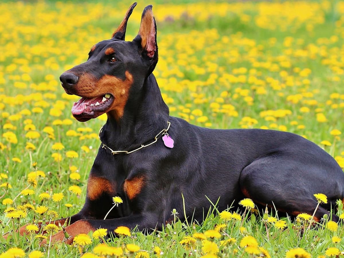 Un doberman est couché dans un champs de fleurs jaunes