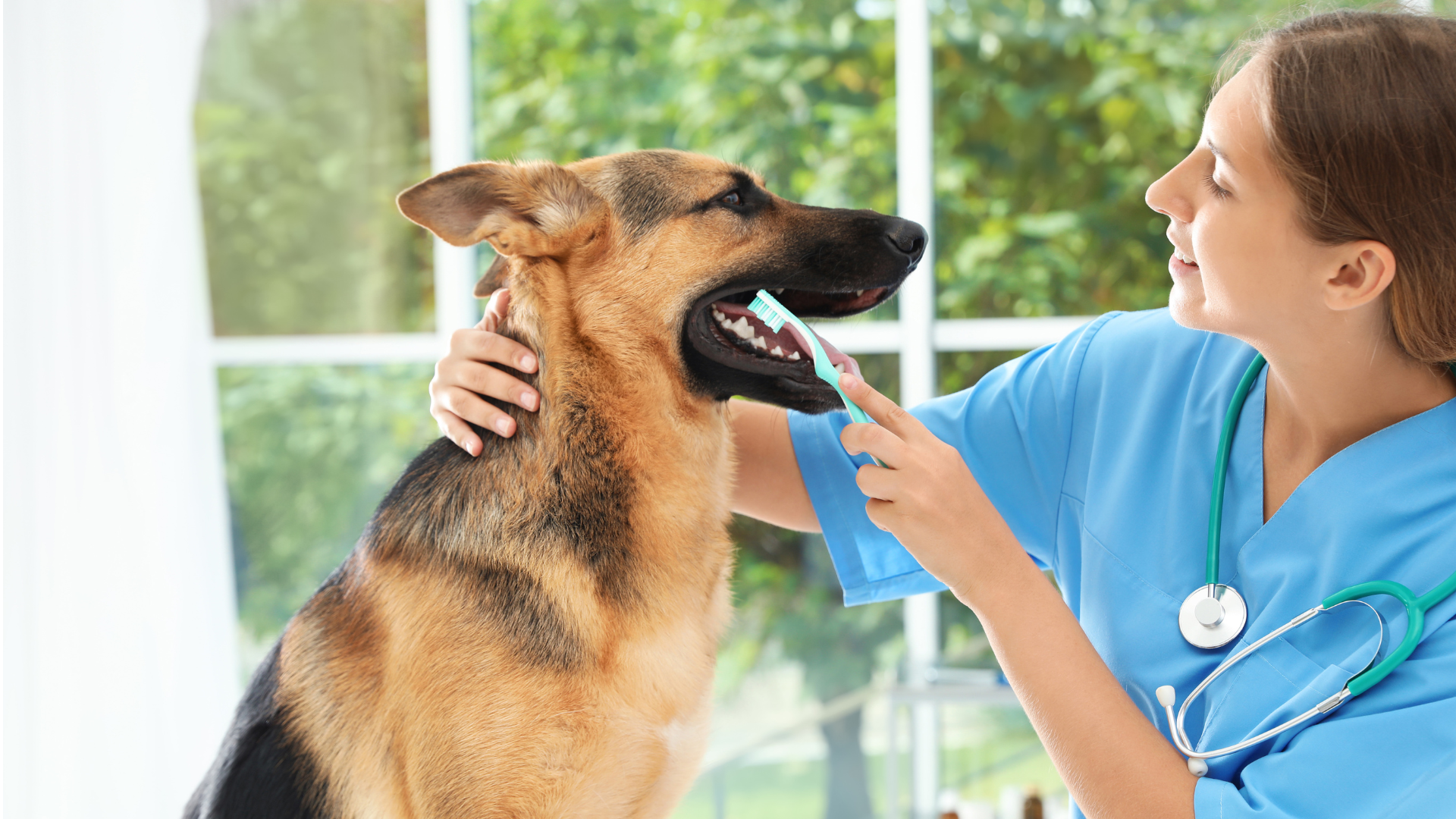 Vétérinaire qui brosse les dents de son chien