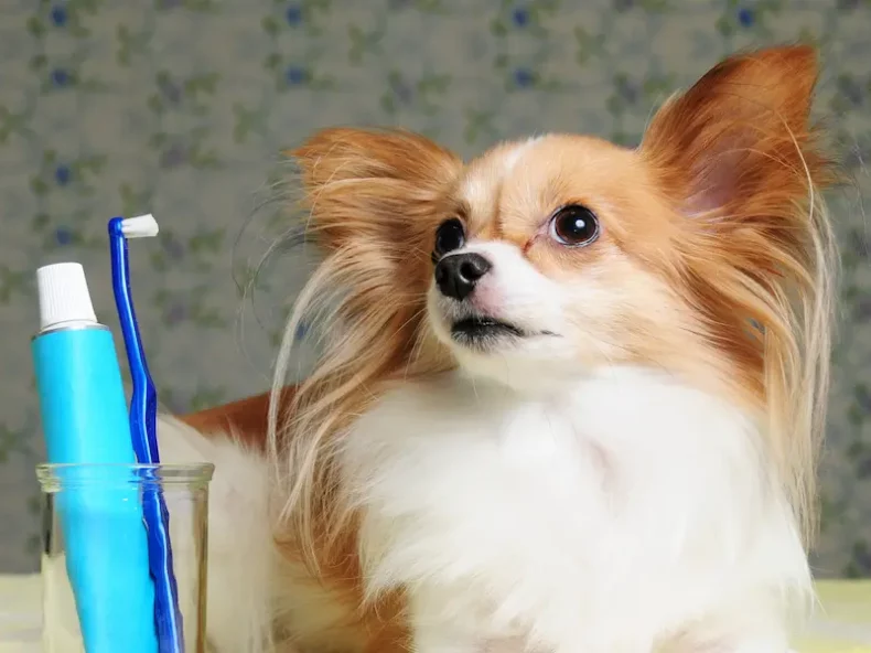 Chien avec brosse à dent et dentifrice