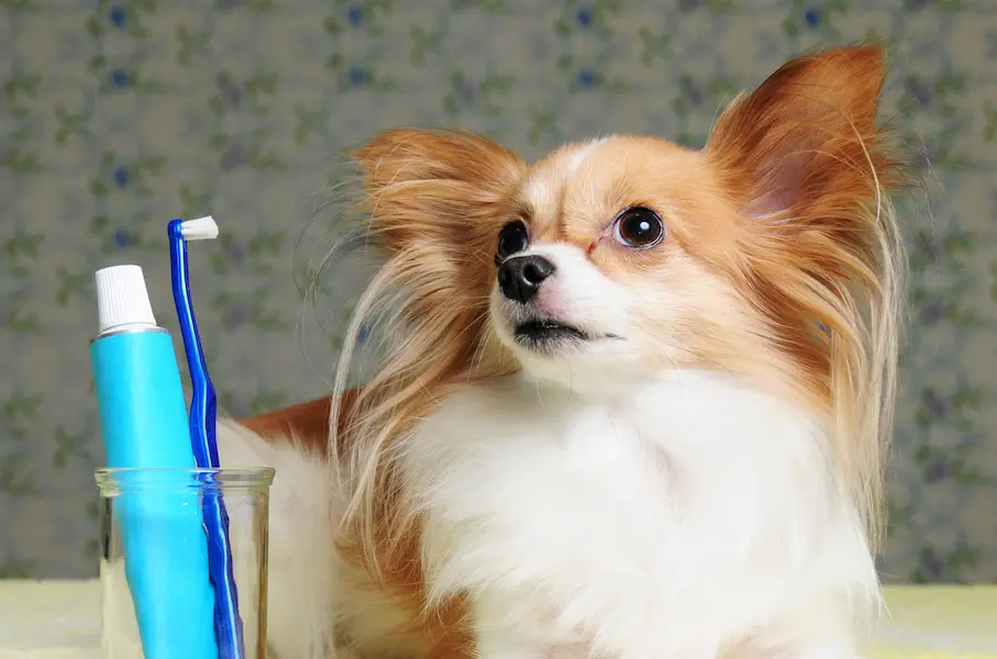 Chien avec brosse à dent et dentifrice