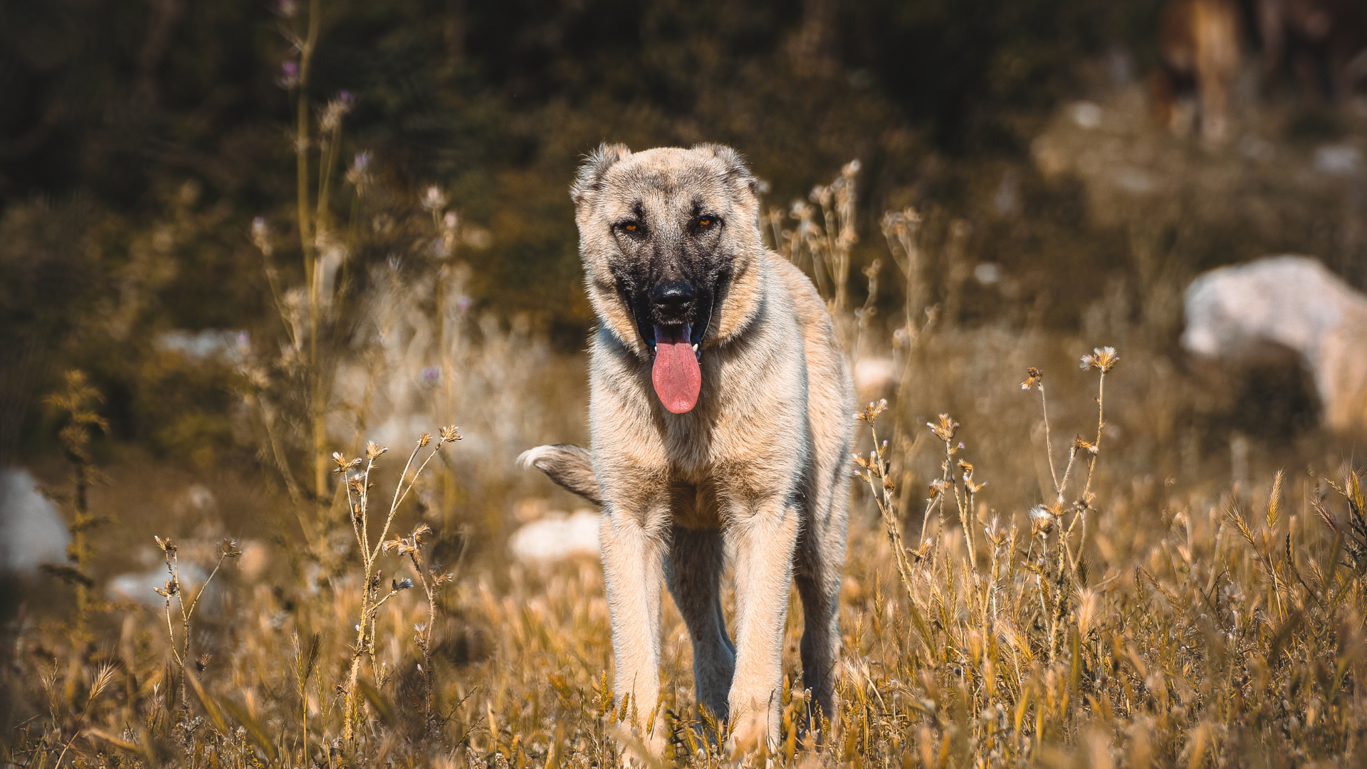 Chien debout dans un champ