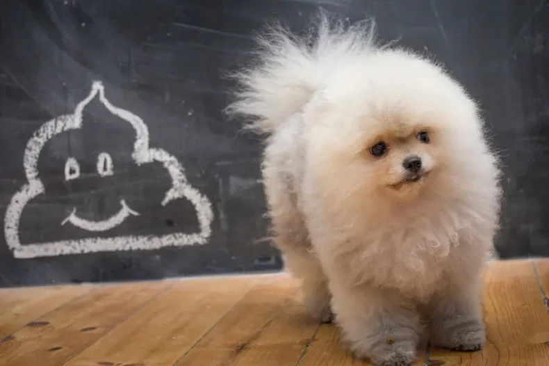 Chien devant un dessin d'excrément sur un tableau