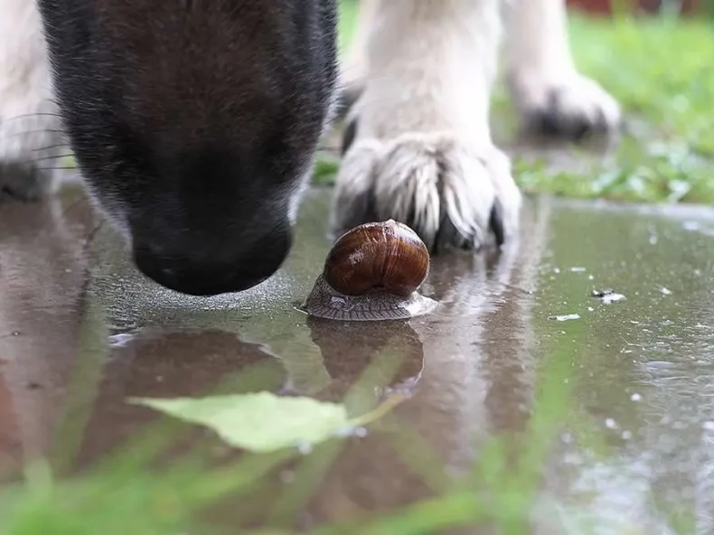 Un chien prêt à manger un escargot, dans un environnement humide.