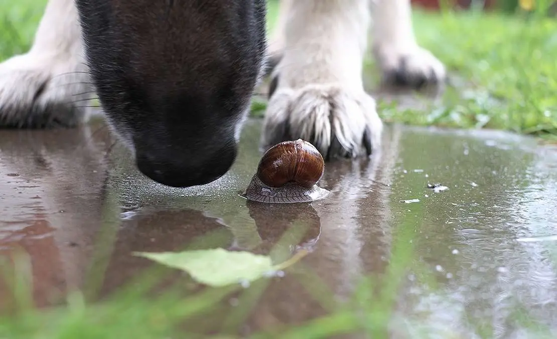 Un chien prêt à manger un escargot, dans un environnement humide.