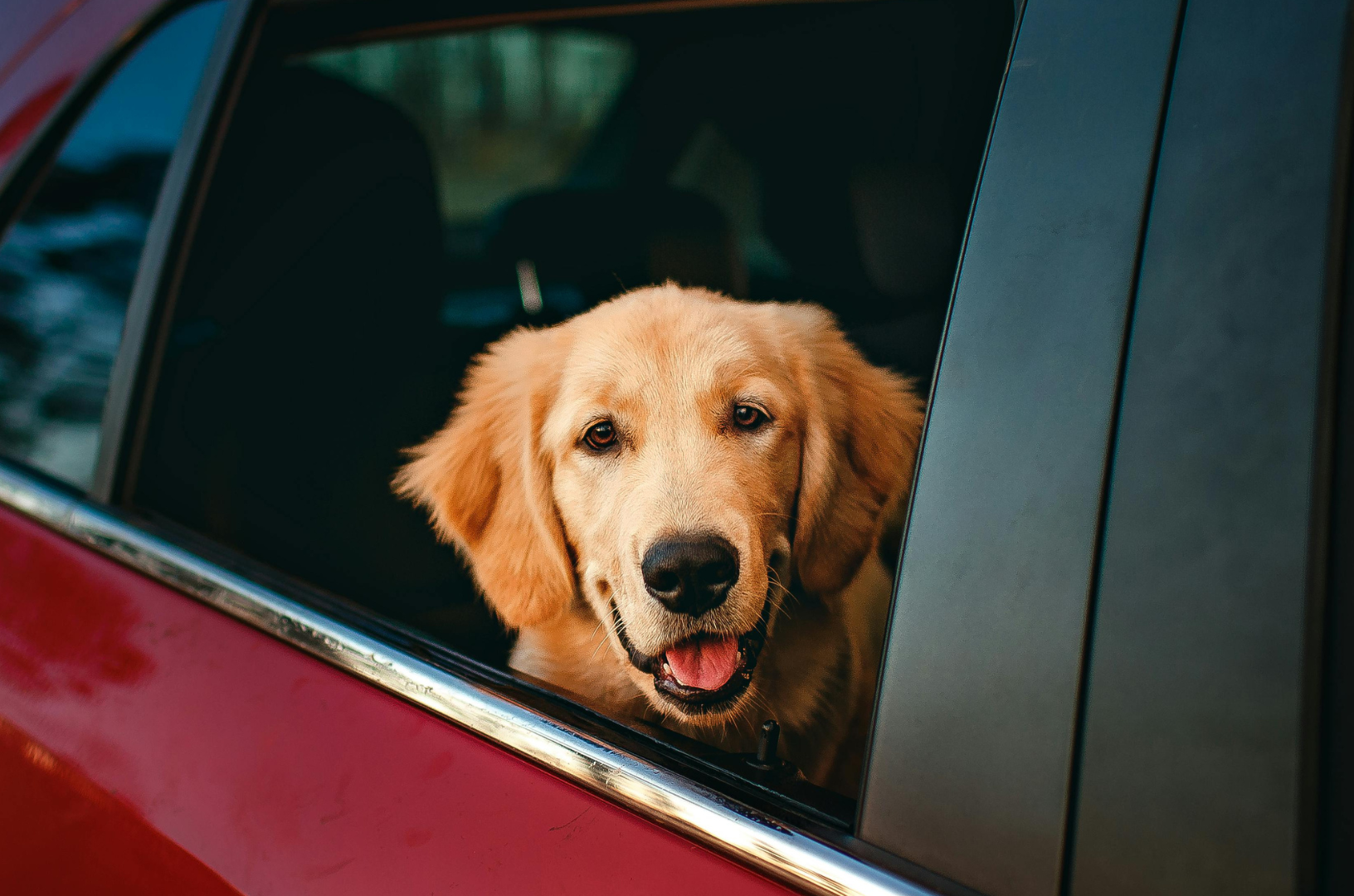 Un chien assis dans une voiture la tête par la fenêtre