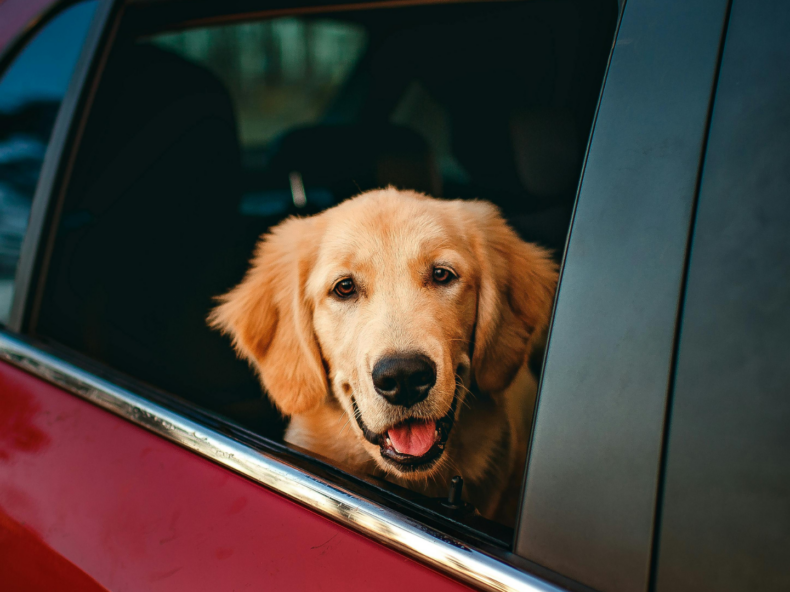 Un chien assis dans une voiture la tête par la fenêtre