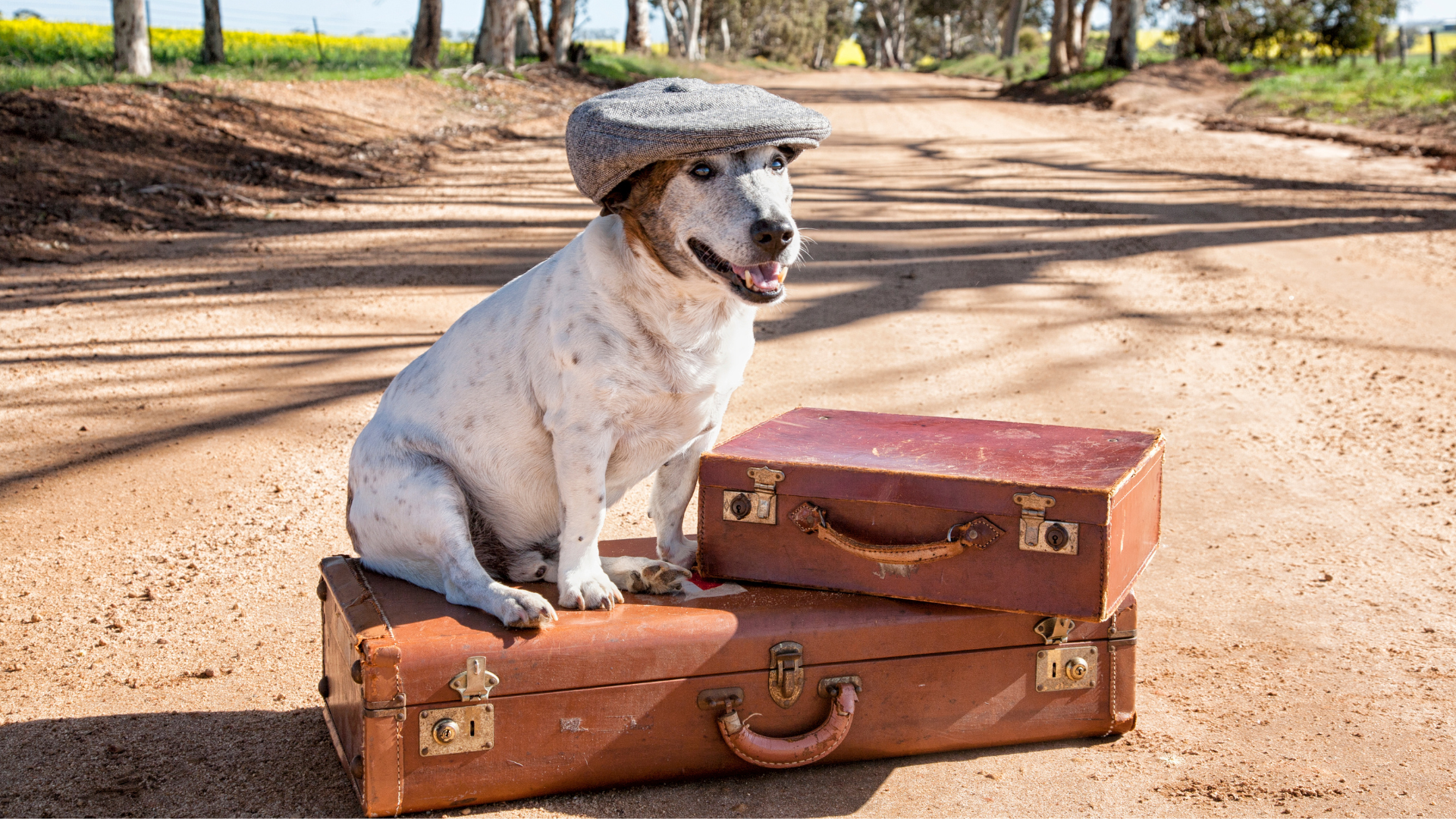 Chien avec ses valises pour un trajet