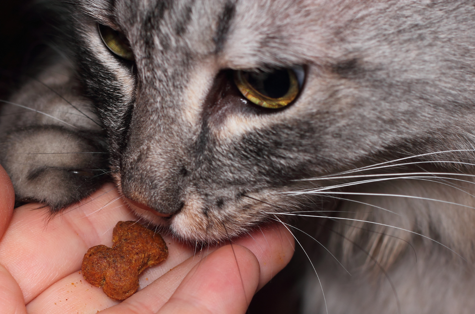 chat qui mange dans une main