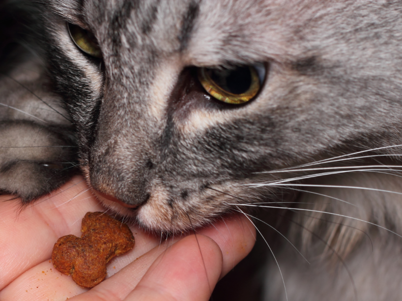 chat qui mange dans une main