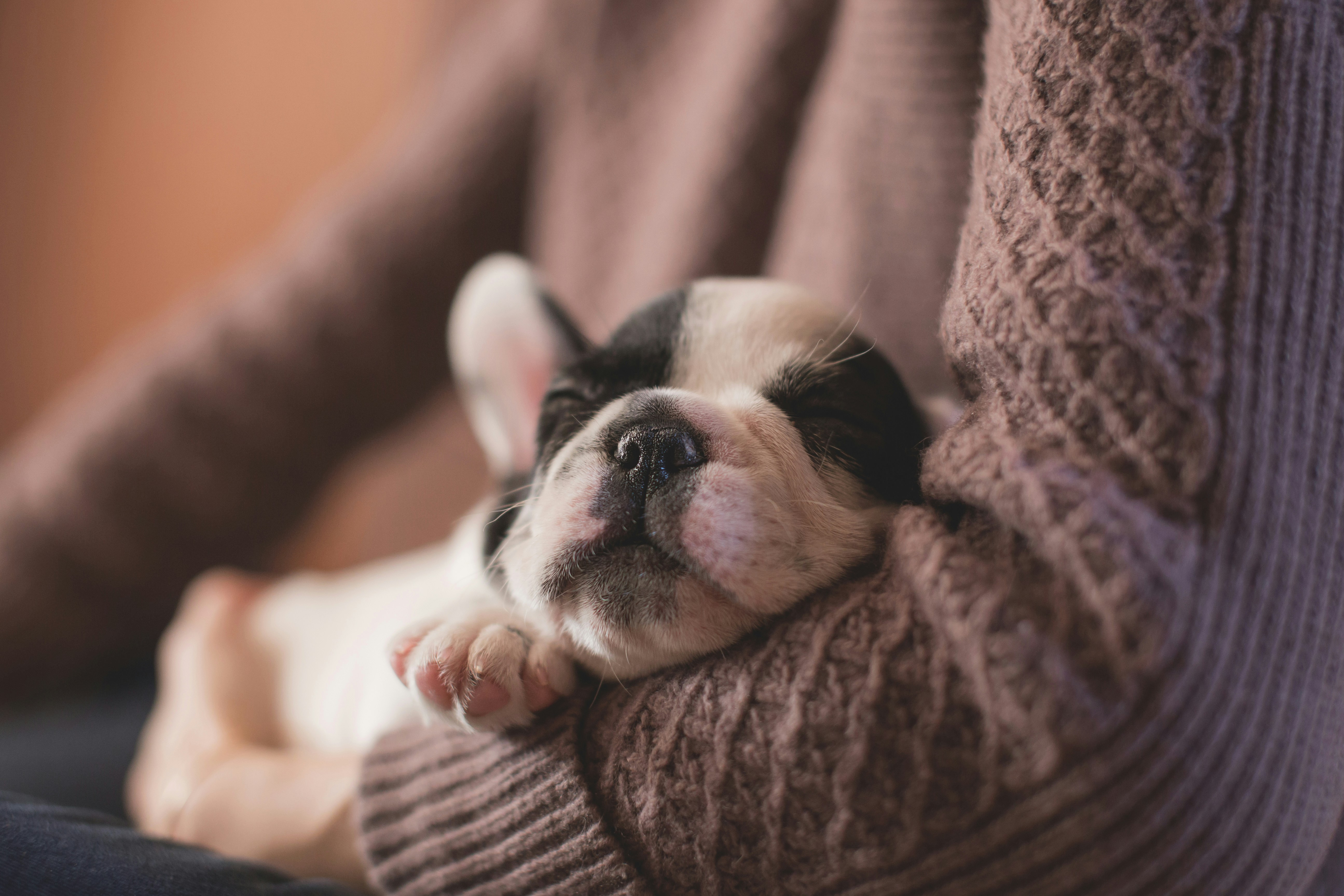 un chiot qui dort dans les bras d'une femme