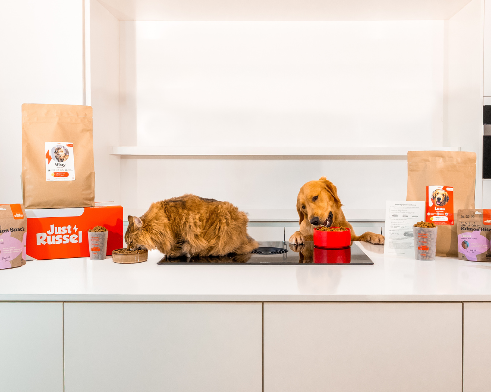 Chien et chat qui mange leurs croquettes Just Russel