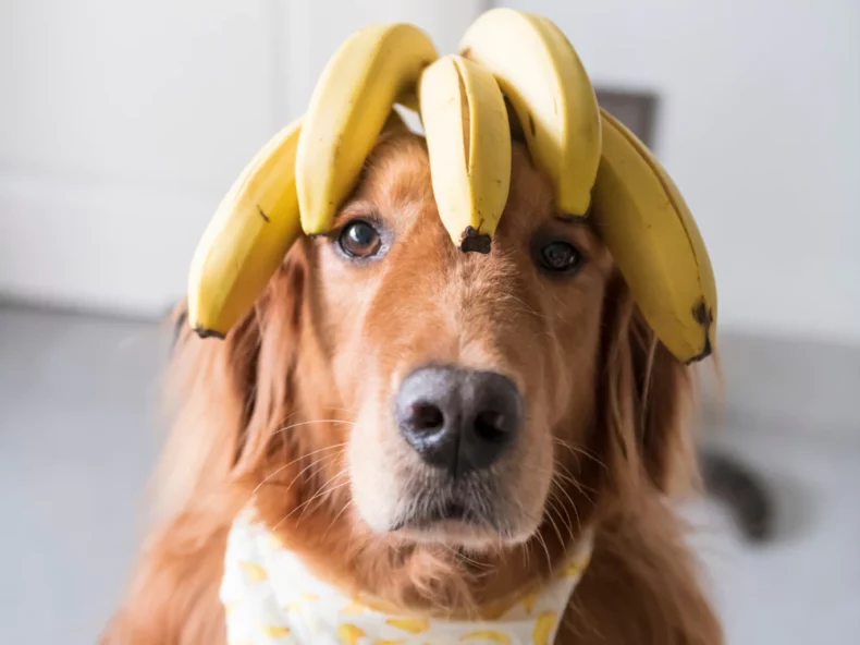 Un golden retriever portant des bananes sur la tête comme une couronne, avec un bandana assorti et un regard calme