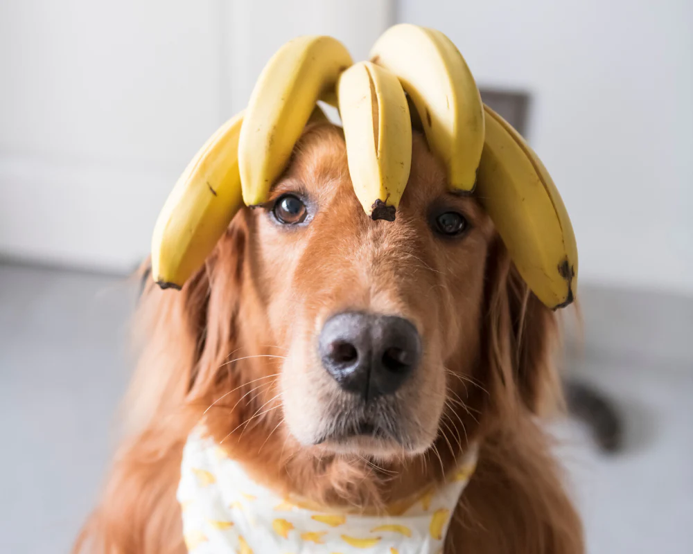 Un golden retriever portant des bananes sur la tête comme une couronne, avec un bandana assorti et un regard calme