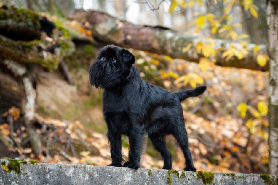 un griffon belge dans une forêt