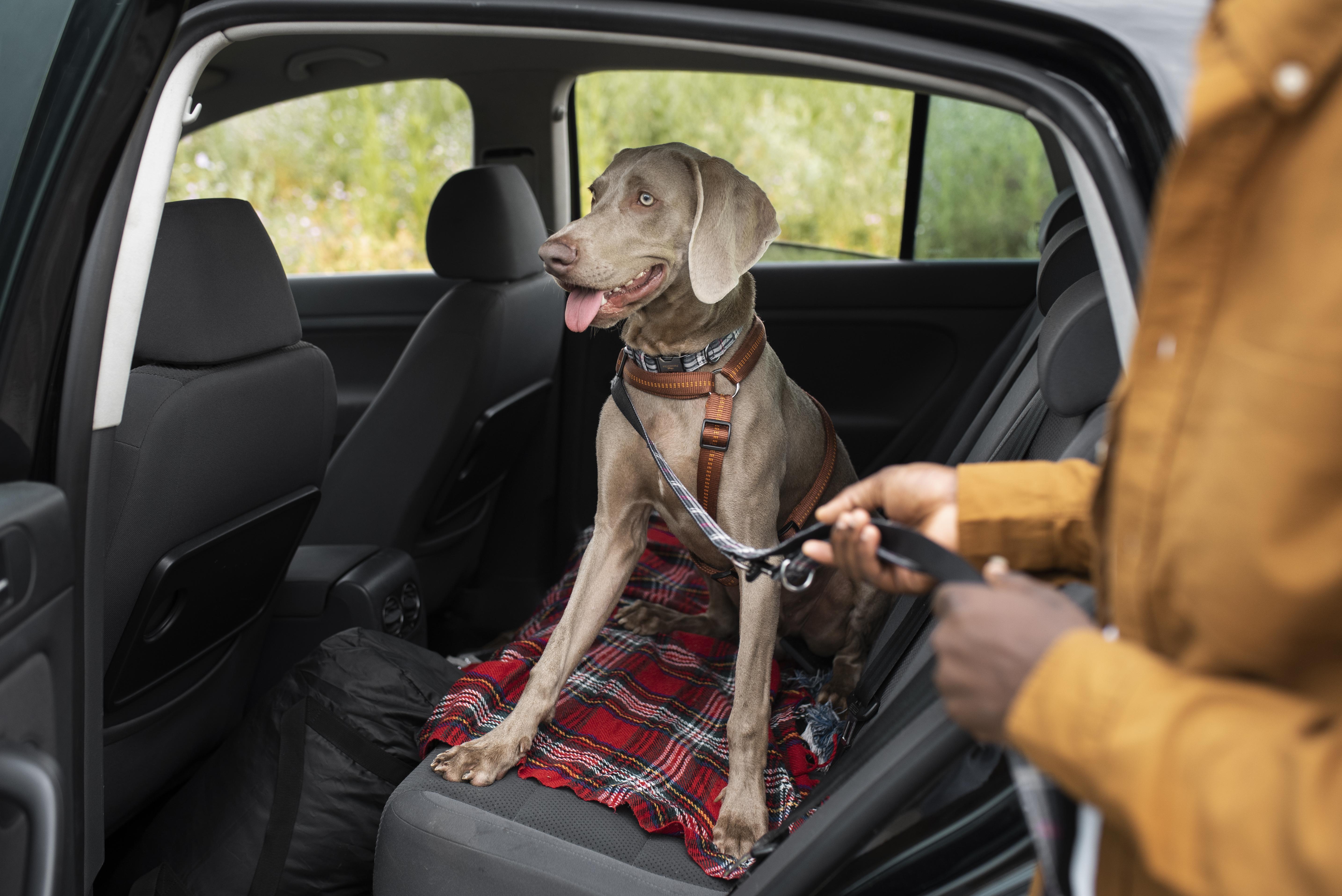 Un grand chien en laisse, assis sur les sièges arrières d'une voiture, attend de pouvoir commencer sa promenade