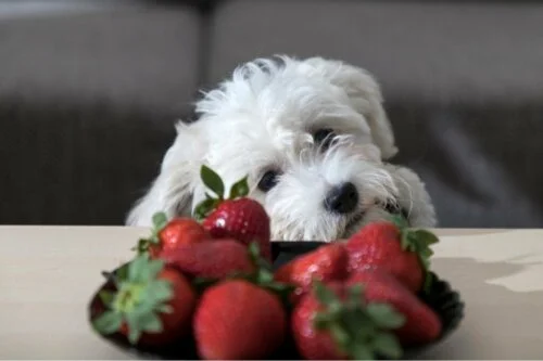 Un petit chien blanc au pelage bouclé regarde un bol rempli de fraises rouges avec curiosité, posé sur une table