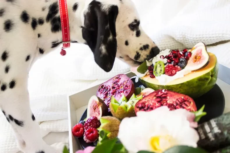 Dalmatien avec un collier rouge reniflant un plateau de fruits exotiques, dont de la papaye, des figues, de la grenade et du kiwi.