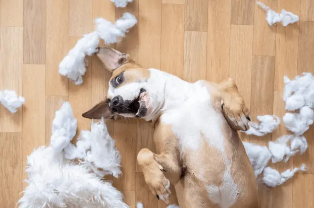 Un chien allongé sur le dos sur un parquet