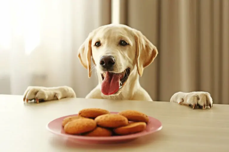 Un labrador, la langue pendante et l'air enthousiaste, pose ses pattes sur une table et regarde un plat de biscuits faits maison avec envie.