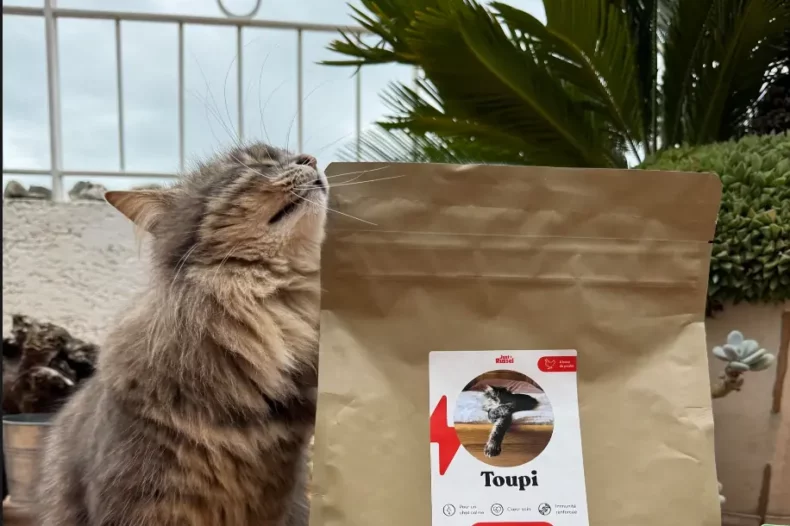 Chat avec ses croquettes