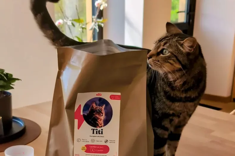 Chat avec ses croquettes