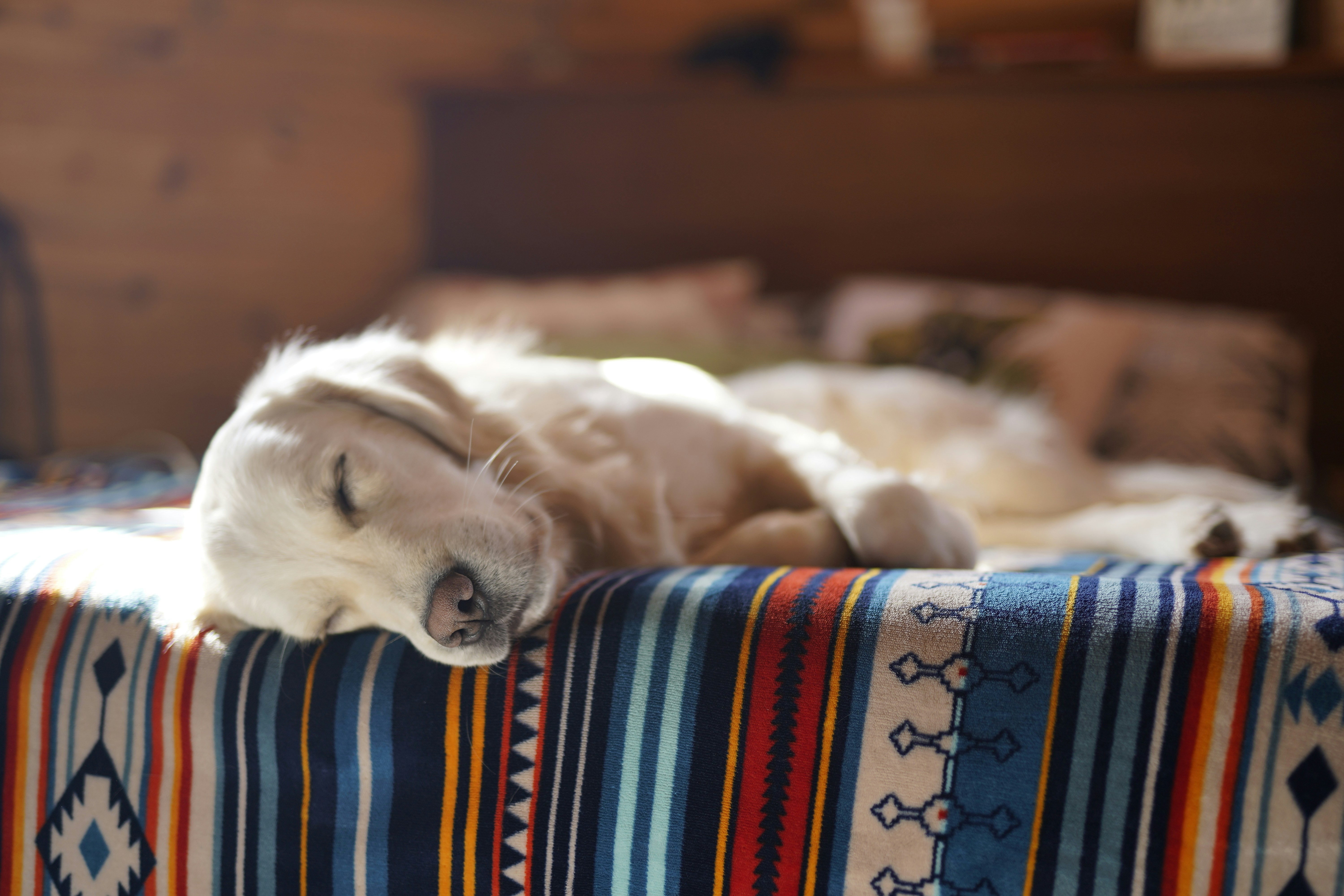 Un chien qui dort sur un lit dans une maison