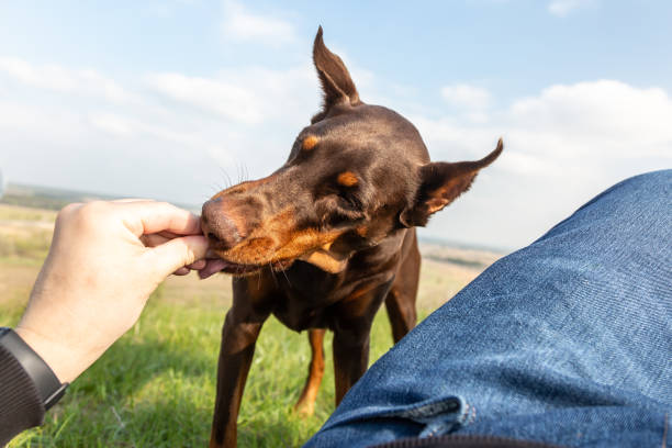 Une friandise est donnée à un doberman