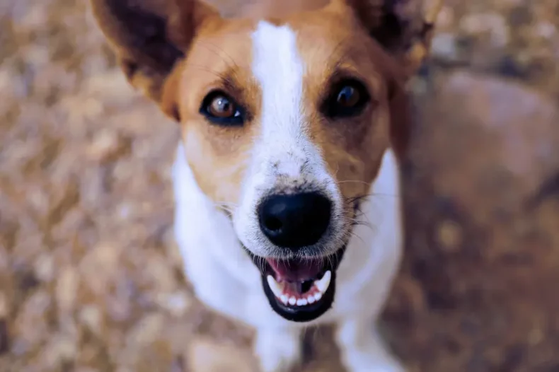 Chien qui montre ses dents