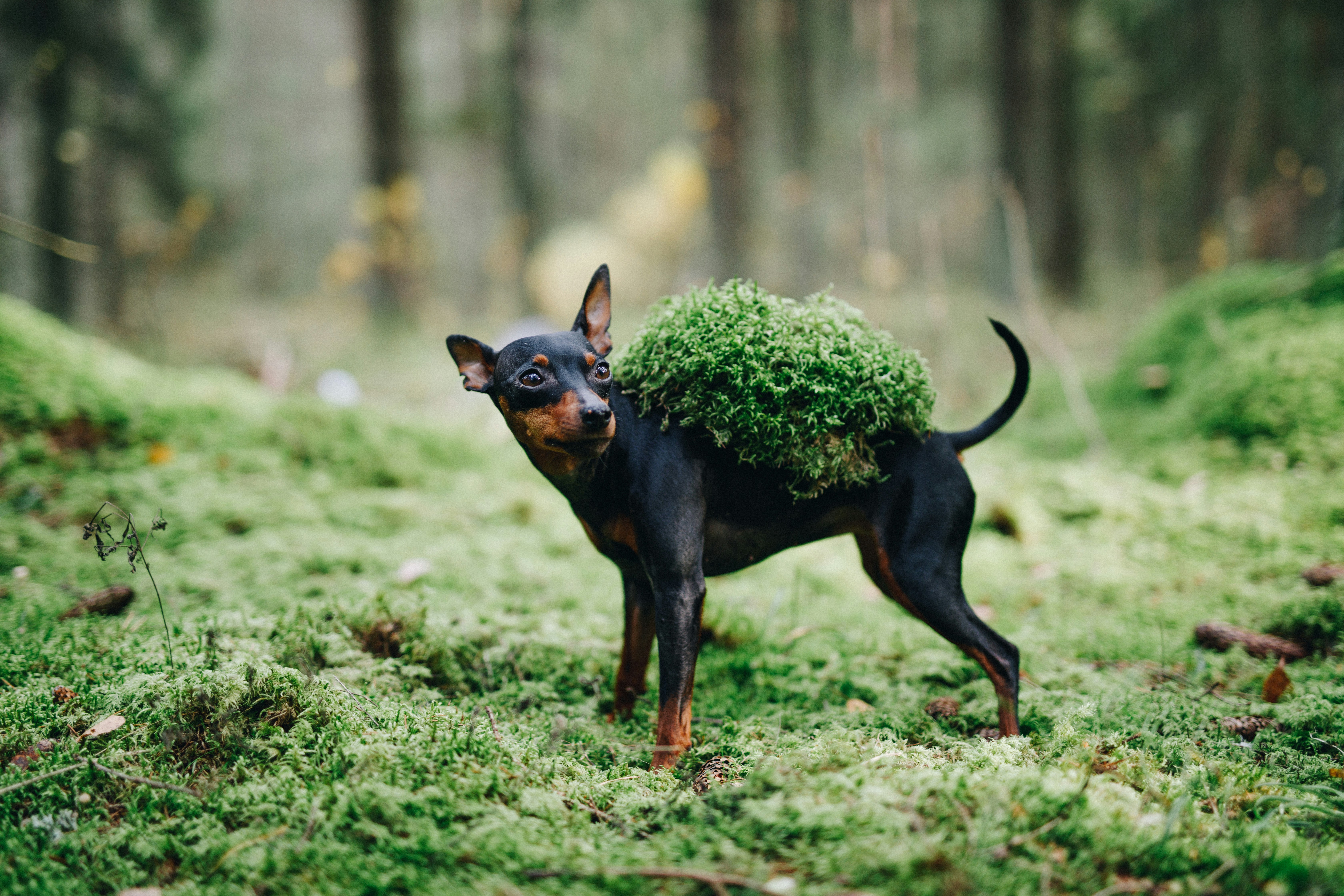 Un terrier toy russe dans une forêt avec de la mousse sur le dos