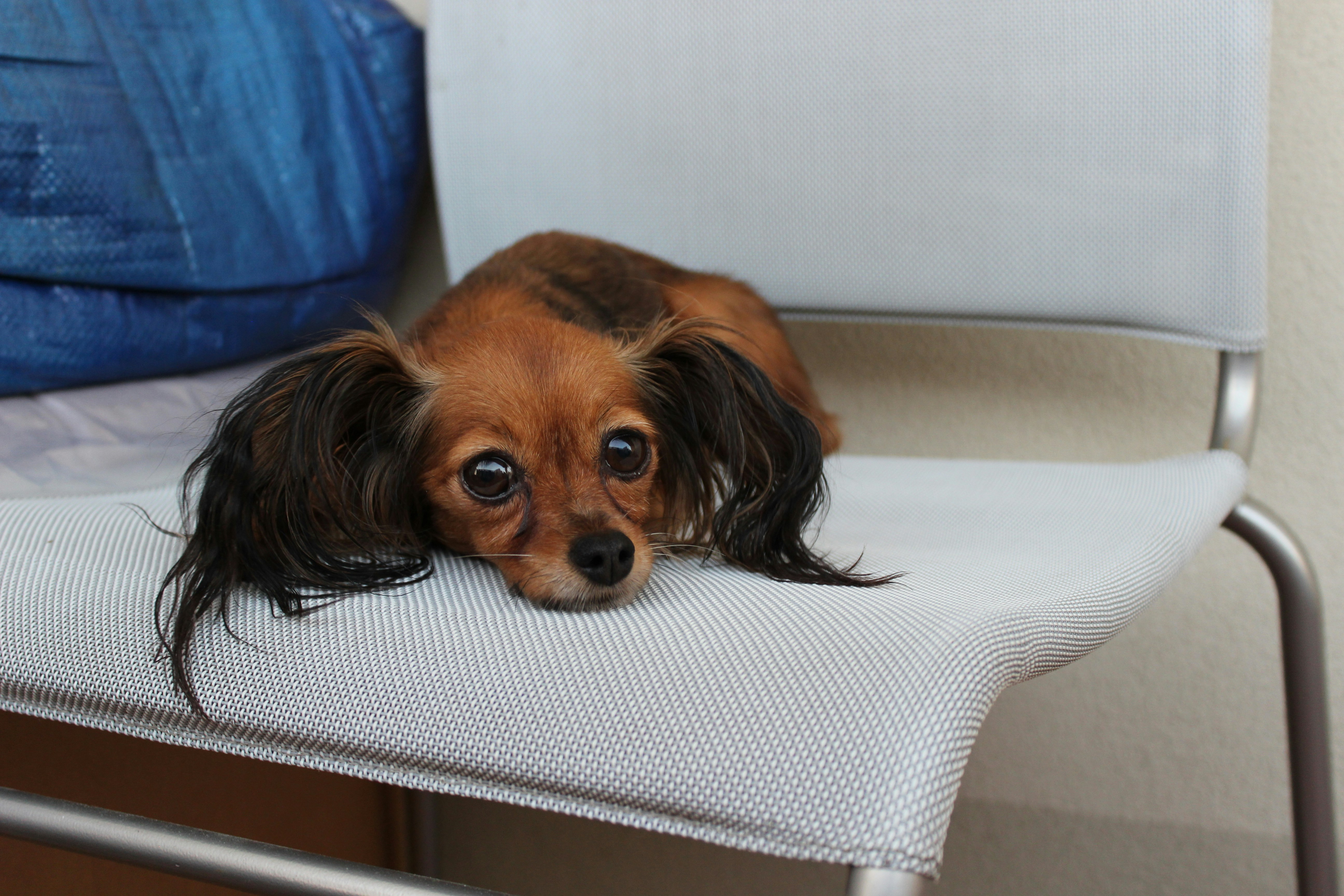 Chien papillon allongé sur une chaise à l'intérieur