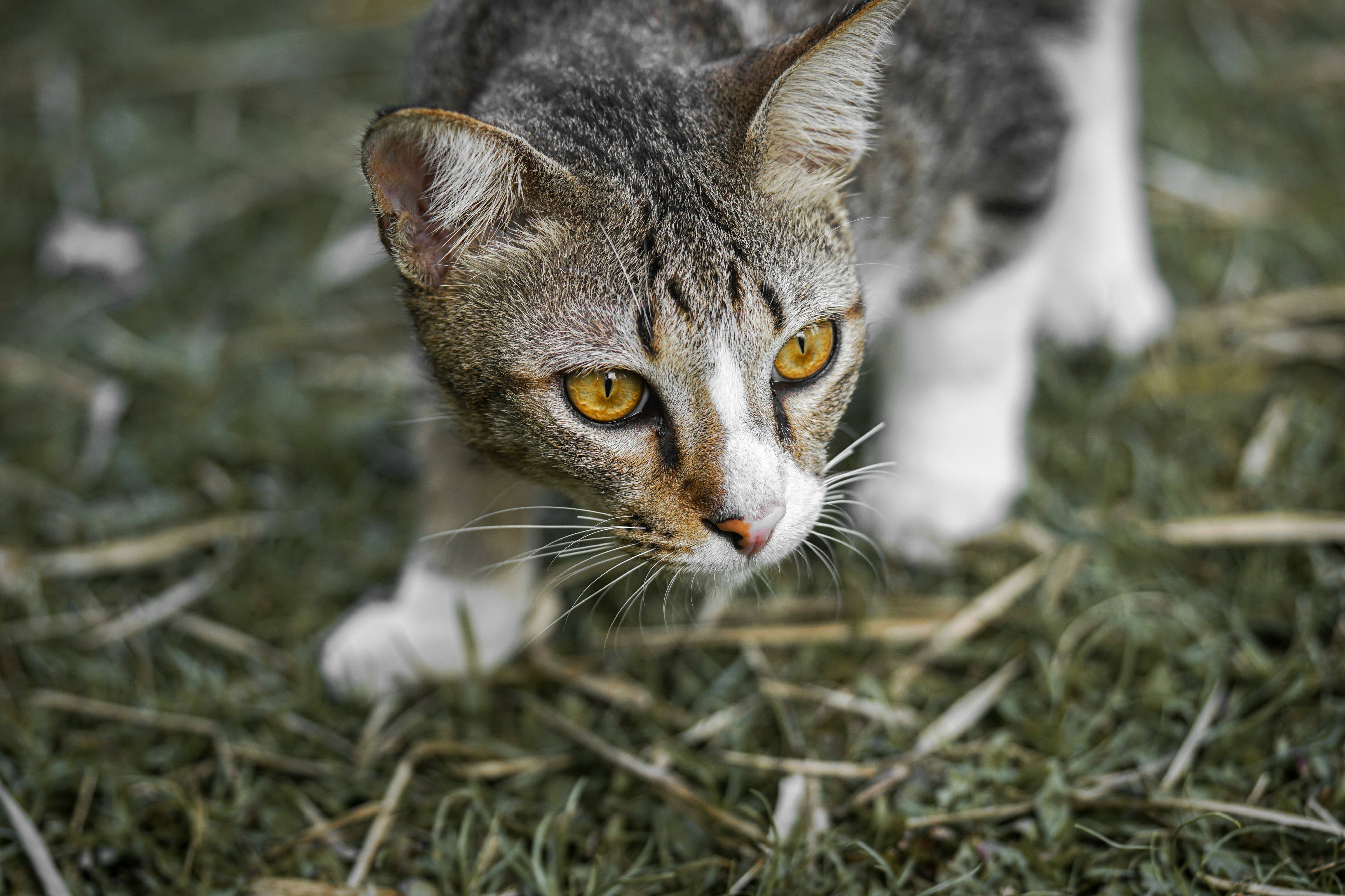 chat qui chasse dehors sur de l'herbe