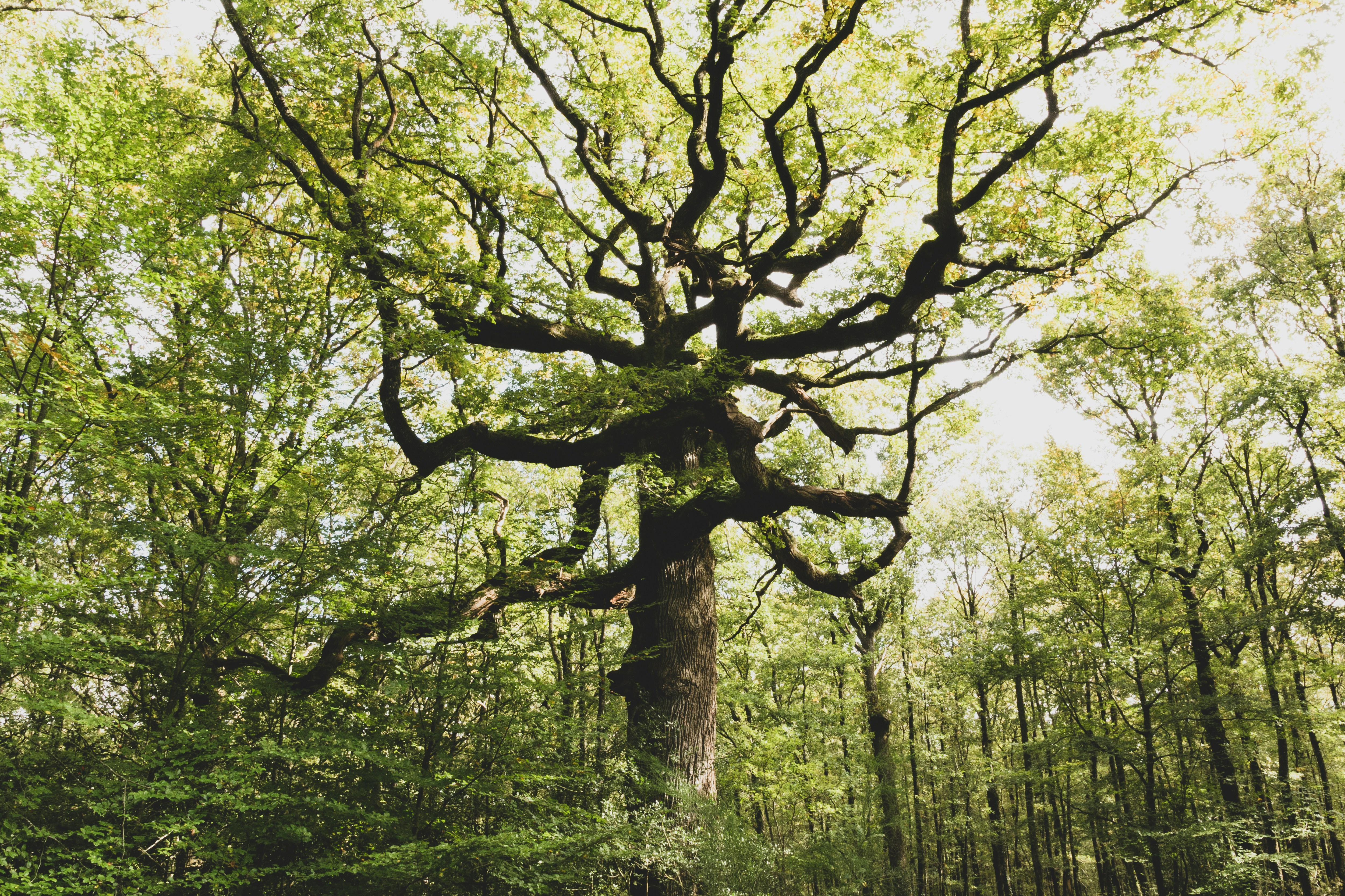 La forêt de Brocéliande, pour une balade avec son chien