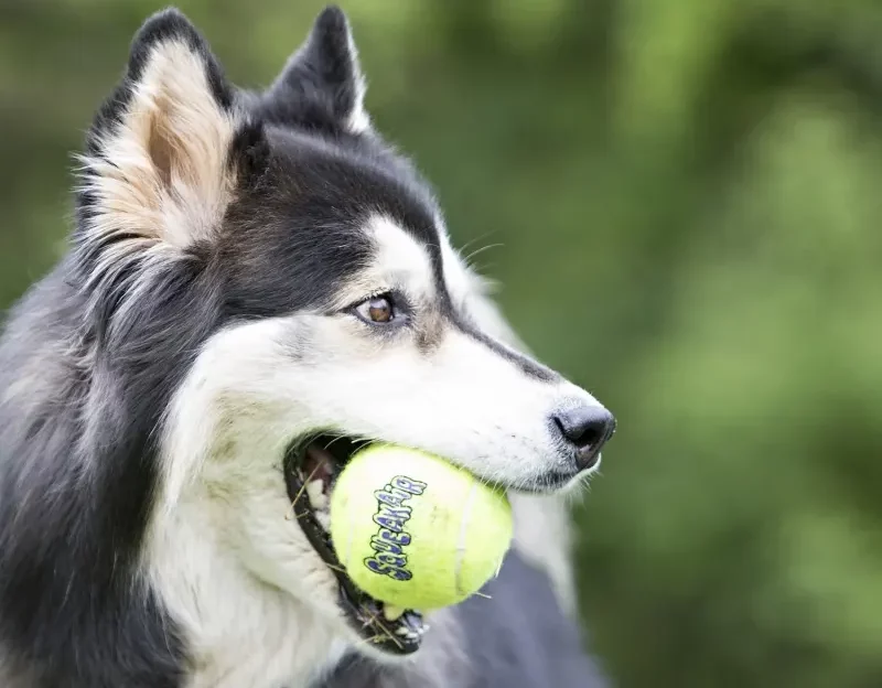 Un husky joue avec une balle Just Russel