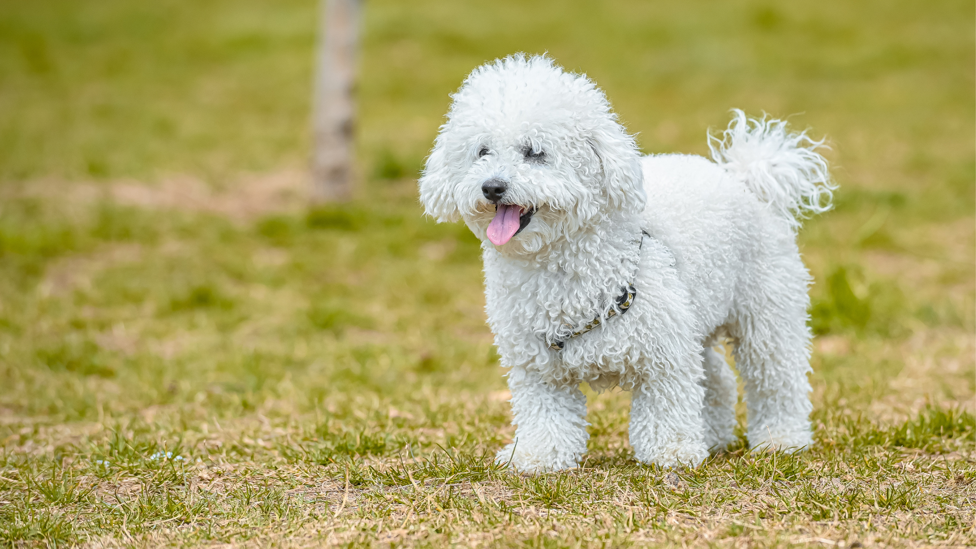 Caniche en plein air