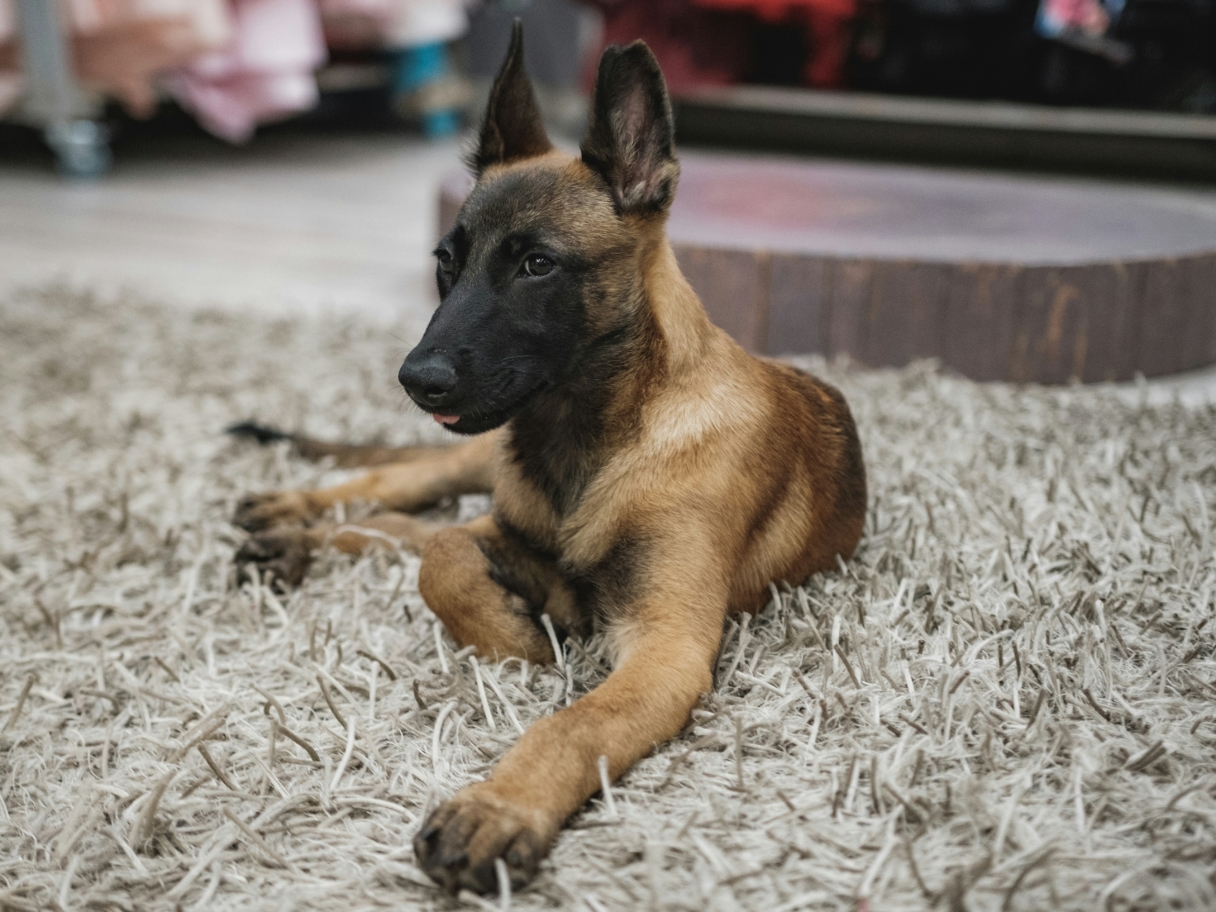 malinois allongé sur un tapis