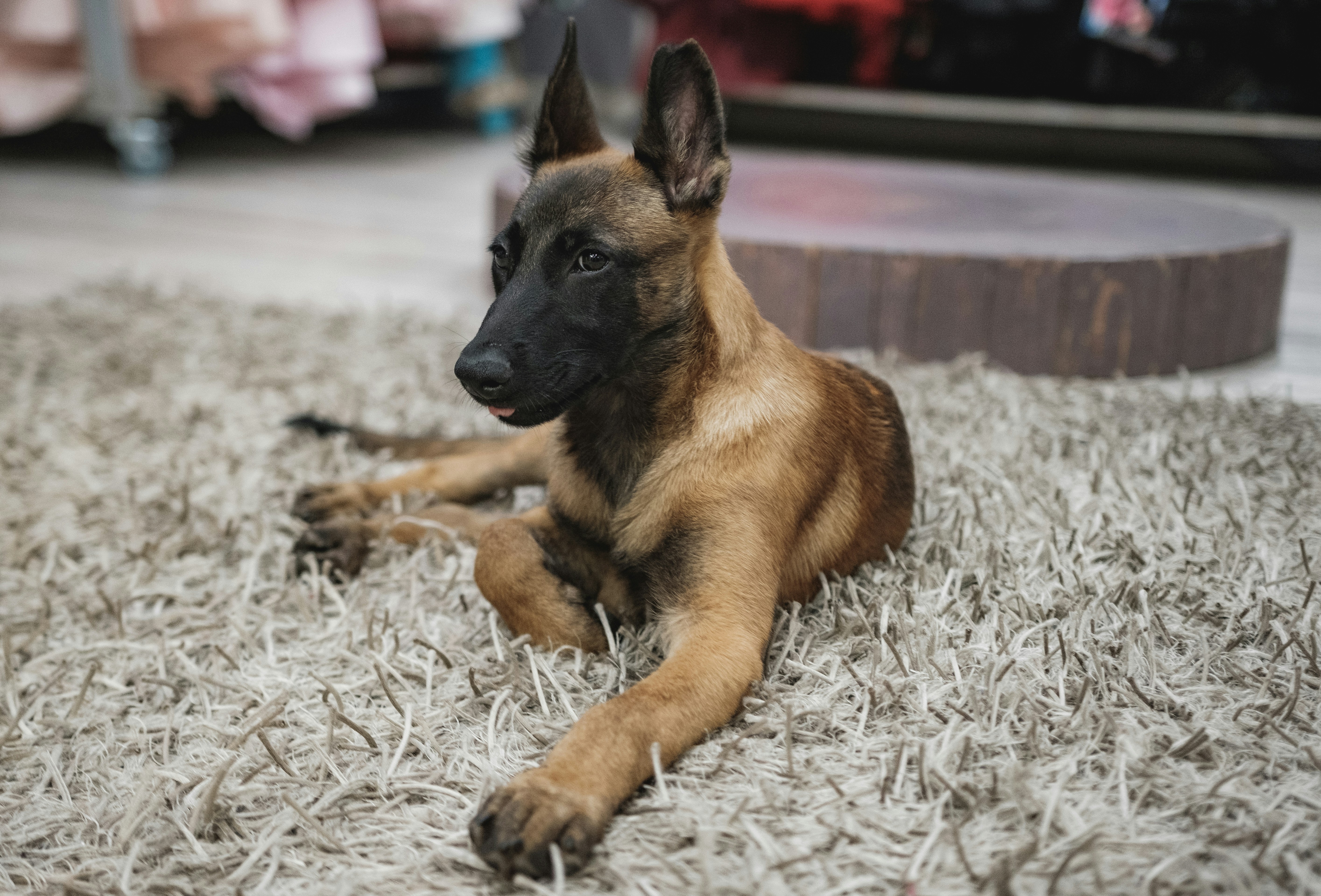 malinois allongé sur un tapis