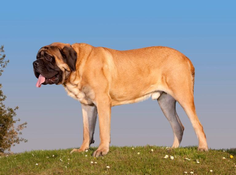Top 7 Des Plus Grandes Races De Chiens Au Monde Just Russel Top 7 Des Plus Grandes Races De Chiens Au Monde Just Russel